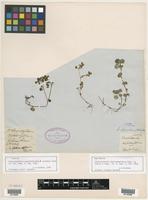 Type of Chrysosplenium oppositifolium subsp. scouleri Hook. [family SAXIFRAGACEAE]