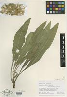 Isotype of Centaurea caroli-henrici Gabrieljan & Dittrich [family ASTERACEAE]