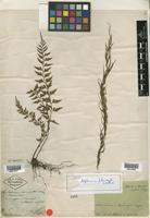 Type of Asplenium planicaule Wall. [family PTERIDOPHYTE]