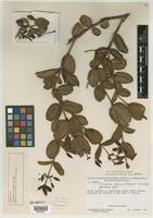 Holotype of Pachyloma setosum Wurdack [family MELASTOMATACEAE]