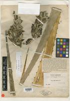 Type of Puya mollis Baker [family BROMELIACEAE]