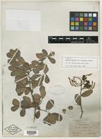 Type of Quercus phellos var. arenaria Chapm. [family FAGACEAE]