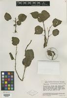 Isotype of Peperomia valladolidana Yunck. [family PIPERACEAE]