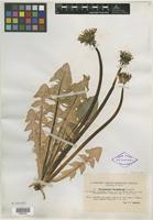 Syntype of Taraxacum sundbergii Dahlst. [family ASTERACEAE]