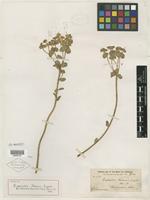 Isotype of Euphorbia palmeri Engelm. ex S. Watson [family EUPHORBIACEAE]