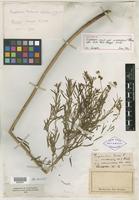 Holotype of Euphorbia esula var. intermedia Kuntze [family EUPHORBIACEAE]
