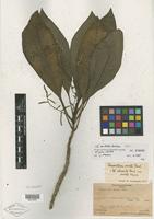 Isotype of Charpentiera australis Sohmer [family AMARANTHACEAE]