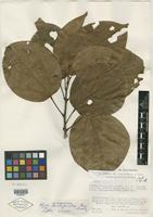 Type of Abuta aristeguietae Krukoff & Barneby [family MENISPERMACEAE]