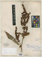 Type? of Rumex altissimus Alph. Wood [family POLYGONACEAE]