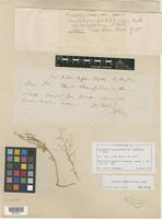 Isolectotype of Chenopodium leptophyllum var. subglabrum S. Watson [family CHENOPODIACEAE]