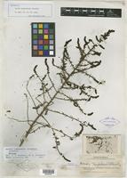 Isotype of Dondia tampicensis Standl. [family CHENOPODIACEAE]