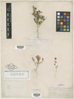 Syntype of Monolepis pusilla Torr. ex S. Watson [family CHENOPODIACEAE]