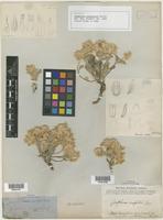 Syntype of Gomphrena caespitosa Torr. [family AMARANTHACEAE]