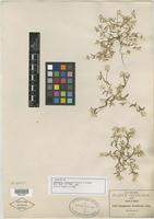 Isotype of Gomphrena pringlei J. M. Coult. & Fisher [family AMARANTHACEAE]