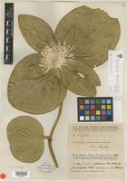 Type of Gomphrena pulcherrima Chodat & Hassl. [family AMARANTHACEAE]