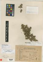 Holotype of Guilleminea elongata Mears [family AMARANTHACEAE]