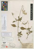 Syntype of Iresine schaffneri S. Watson [family AMARANTHACEAE]