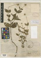Holotype of Mogiphanes rosea Morong [family AMARANTHACEAE]