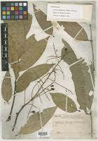 Syntype of Aphania philippinensis Radlk. [family SAPINDACEAE]