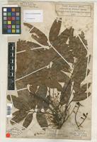 Type of Cupania spruceana Benth. [family SAPINDACEAE]