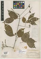 Isotype of Paullinia acuminata Uittien [family SAPINDACEAE]