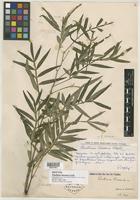 Isotype of Paullinia linearis Radlk. [family SAPINDACEAE]