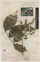 Type of Talisia cerasina (Benth.) Radlk. [family SAPINDACEAE]