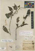 Holotype of Pleuropetalum standleyi Suess. [family AMARANTHACEAE]
