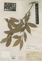 Isotype of Litsea greenmaniana C. K. Allen [family LAURACEAE]