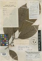 Isotype of Litsea mafuluensis C. K. Allen [family LAURACEAE]