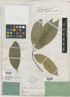 Isotype of Tetranthera chartacea Nees [family LAURACEAE]