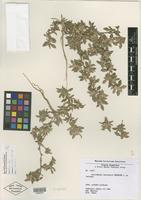 Isotype of Guilleminea chacoensis Pedersen [family AMARANTHACEAE]