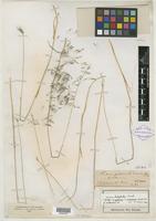 Syntype of Hordeum jubatum f. violaceum Kuntze [family POACEAE]