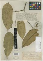 Isotype of Thea reticulata Elmer [family THEACEAE]