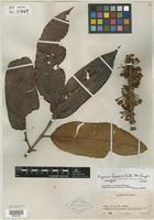 Isotype of Eugenia hexovulata McVaugh [family MYRTACEAE]