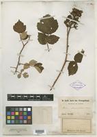 Type? of Rubus phoenicolasius Maxim. [family ROSACEAE]