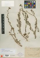 Isotype of Cardamine multijuga Franch. [family BRASSICACEAE]