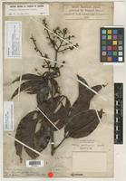 Isotype of Talisia multinervis Radlk. [family SAPINDACEAE]