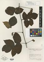Holotype of Serjania lancistipula Acev.-Rodr. [family SAPINDACEAE]