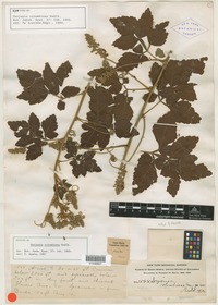 Syntype of Serjania columbiana Radlk. [family SAPINDACEAE]