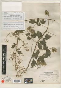 Filed as Serjania confertiflora var. dasycephala Radlk. [family SAPINDACEAE]