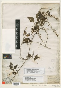 Isotype of Serjania stenopterygia Radlk. [family SAPINDACEAE]