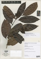 Isotype of Ixora pilosostyla Di Maio & Peixoto [family RUBIACEAE]