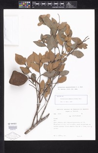 Isotype of Eschweilera amazoniciformis S. A. Mori [family LECYTHIDACEAE]