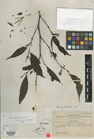 Isotype of Randia caudatifolia Merr. [family RUBIACEAE]