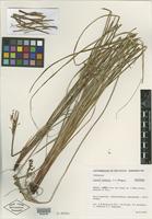Isotype of Cyperus almensis D. A. Simpson [family CYPERACEAE]