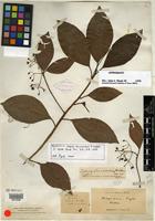 Holotype of Ardisia brunnescens E. Walker [family MYRSINACEAE]
