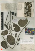 Type of Mucuna longipedunculata Merr. [family FABACEAE]