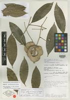 Isotype of Inga golfodulcensis N. Zamora [family MIMOSACEAE]