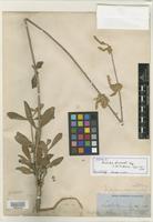 Type? of Froelichia drummondii Moq. [family AMARANTHACEAE]